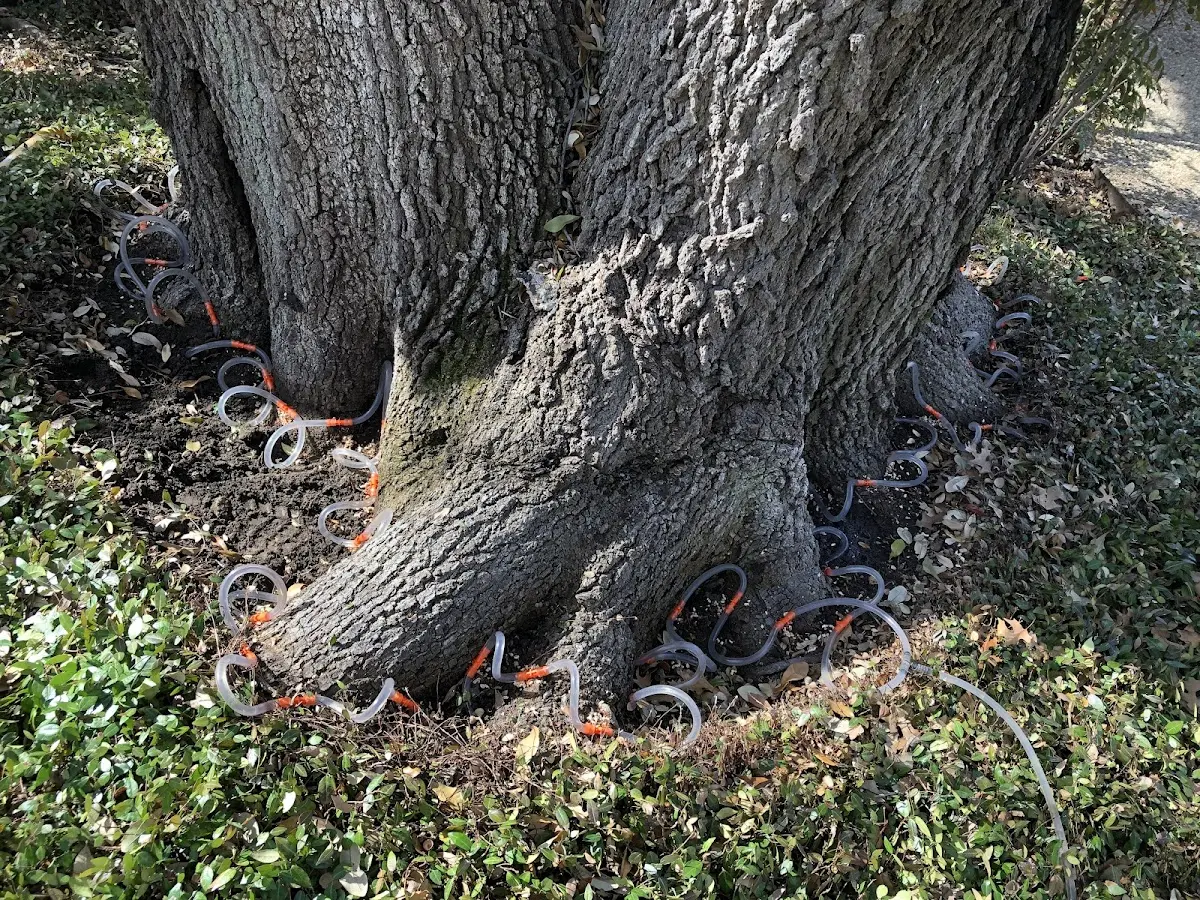Detailed Tree Cabling and Bracing job site in Tower Hill