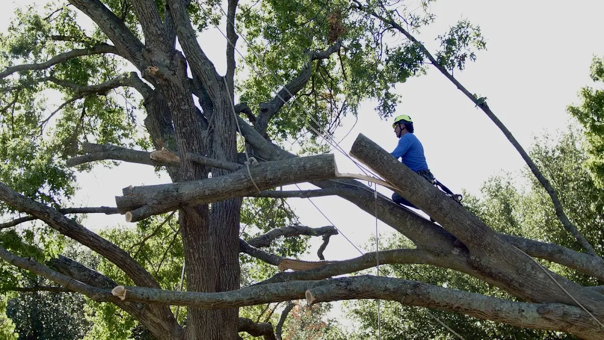 Professional Crown Thinning performed by certified arborists in Tower Hill